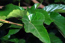 Không ngờ lá dâu tằm chữa được nhiều bệnh