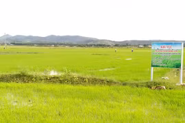 Phú Thiện: Triển vọng từ mô hình sản xuất lúa giống đầu tiên