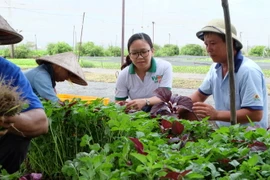 Khởi nghiệp: Rời văn phòng đi trồng rau xanh