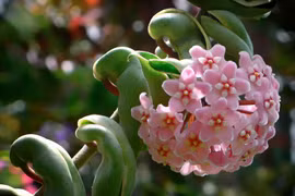 Mê mẩn trước vẻ đẹp của loài lan "độc nhất vô nhị" trên thế giới