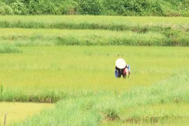 Nông dân Mang Yang tập trung chăm sóc cây trồng vụ mùa