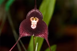 Sửng sốt gặp loài hoa lan giống hệt mặt "Tôn Ngộ Không"