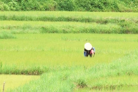 Nông dân Mang Yang tập trung chăm sóc cây trồng vụ mùa