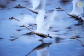 Những tác phẩm ấn tượng nhất cuộc thi ảnh National Geographic