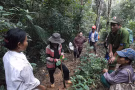 Giám đốc rừng phòng hộ bỏ nhiệm sở để trốn nợ?