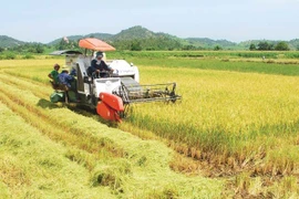 Xây dựng thương hiệu "Gạo Phú Thiện"