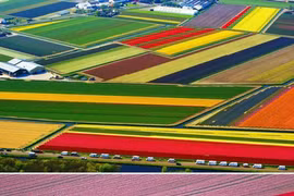 Đẹp vô cùng những cánh đồng hoa tulip nhìn từ trên cao