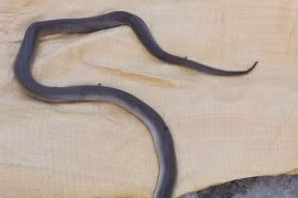 Bắt rắn hổ mang chưa kịp bán bị rắn cắn chết