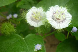 Những thảo dược là "thần dược" chữa mất ngủ hiệu quả