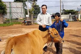 Huyện Chư Pưh: Cấp bò cho gia đình chính sách, người có công với cách mạng