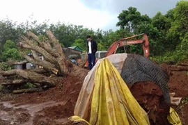 UBND huyện Mang Yang "lúng túng" vì hai cây cổ thụ bị đốn hạ