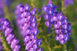 Vẻ đẹp của loài hoa được sử dụng làm thuốc quý