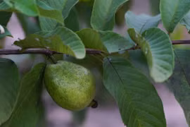 Lợi ích bất ngờ từ lá ổi