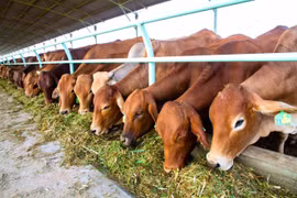 Bị cảnh báo, hai cổ phiếu của bầu Đức giảm mạnh