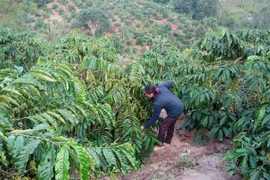 Nông dân huyện Kbang tái canh hơn 165 ha cà phê