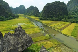 Ngơ ngẩn trước vẻ đẹp Tam Cốc mùa lúa chín