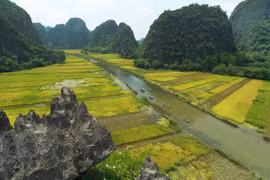 Ngơ ngẩn trước vẻ đẹp Tam Cốc mùa lúa chín