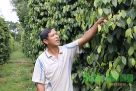 Đak Nông: Làm hạt tiêu 5 màu, nhanh giàu bền vững
