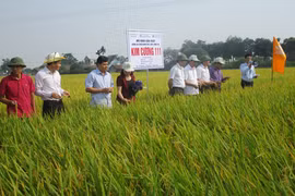 Lúa Kim Cương 111 được nông dân săn đón