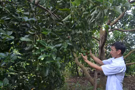 Làm giàu từ nghề trồng bơ