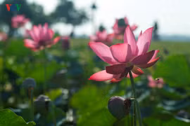 Lung linh sắc sen hồng xứ Huế