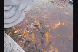 "No mắt" với đàn cá chép "nghiện" ăn bim bim trong ao chùa Nôm