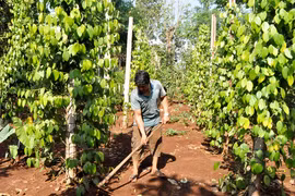 Làm giàu từ ý chí và nghị lực