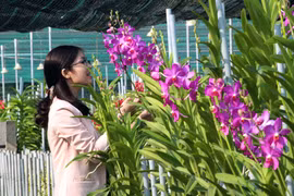 Đã mắt ngắm hoa lan nở rực rỡ trên đất thép