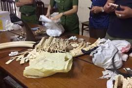 Bắt ba nghi phạm buôn sừng tê giác