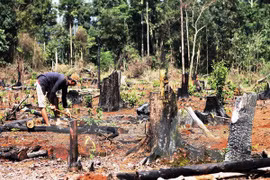 Đak Nông: Bí thư Chi bộ Công ty Lâm nghiệp Đức Hòa bị cách chức