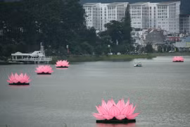 Lâm Đồng: Mãn nhãn với 7 đài sen khổng lồ trên hồ Xuân Hương