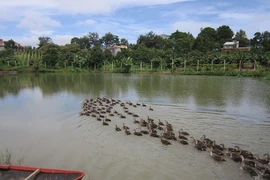 Tăng thu nhập nhờ mô hình VAC