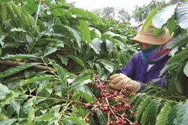 Tây Nguyên đặt mục tiêu đạt sản lượng trên 1,3 triệu tấn cà phê