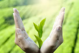 Bạn không thích uống trà xanh, hãy suy nghĩ lại!