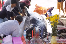 Cận cảnh lễ an táng cho cá voi trôi dạt vào bờ