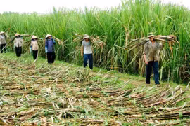 Nông dân Kbang chủ động xây dựng cánh đồng mía lớn