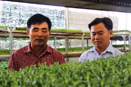 "Mướt mắt" xem vườn rau mầm "5 không" thu lợi hàng tỷ đồng mỗi năm