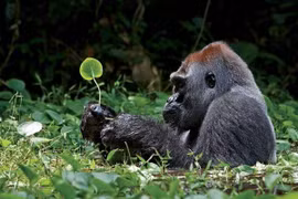 Hành động khẩn cấp để ngăn chặn săn bắn, bảo tồn các loài linh trưởng