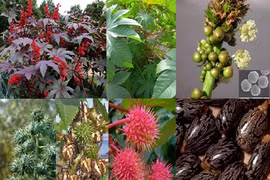 Ăn quả thầu dầu, 5 học sinh bị ngộ độc