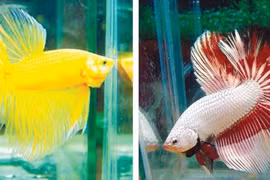 Kiếm tiền từ nghề nuôi cá betta