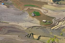 Ruộng bậc thang Y Tý mùa cấy