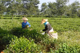 Thực hiện nghĩa vụ tài chính sau khi cổ phần hóa tại Công ty TNHH một thành viên Chè Bàu Cạn