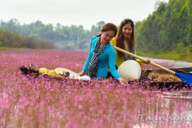 Ở Tam Nông có đồng 'hoa lạ': hoa nhĩ cán