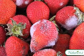 6 "thủ phạm" gây bệnh ung thư gan