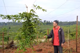 Kbang xuất hiện chanh dây "điếc"