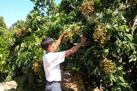 Nhãn lồng Hưng Yên trên đất Đak Pơ