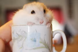 Những bức ảnh đáng yêu của động vật khi nằm gọn trong một chiếc cốc