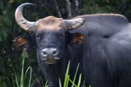 Khởi tố, tạm giam hai đối tượng giết bò tót ở Cát Tiên