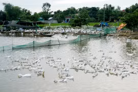 Quảng Ngãi tiêu hủy hơn 380 con vịt nhiễm H5N6