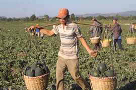 Khu vực Đông Nam tỉnh: Dưa hấu bội thu